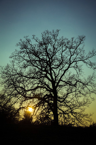 sunset tree silhouette germany bayern bavaria spring europe eu atmosphere deu canoneos6d ef2470mmf28usmii altmuhtal