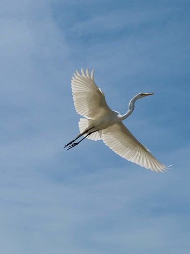 camp lake fish water birds south marion carolina harrys herons egrets santee