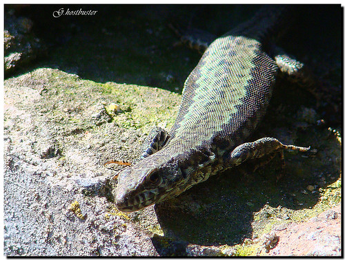 light shadow macro animal closeup ombra lizard parma animale luce ghostbuster lucertola tabianocastello artedellafoto gigi49