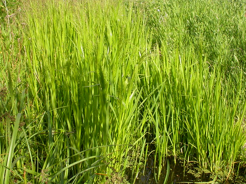grass montana bozeman habit native habitat poaceae perennial introduced glyceria rhizomatous coolseason gallagatortrail mannagrass wetsite glyceriagrandis americanmannagrass meliceae