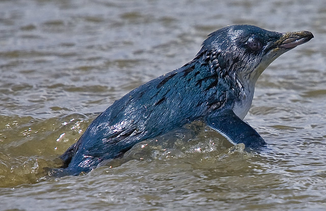 Blue Penguin - Kororā - Eudyptula minor