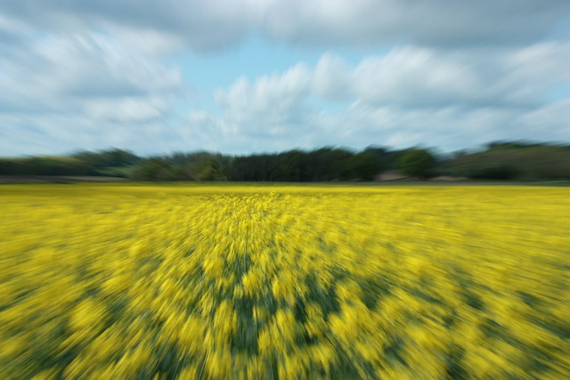 rapeseed field