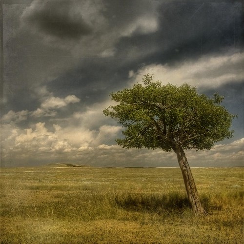 shadow summer sky storm fruit clouds colorado textures lone grasses summertime overhead prarie mulberries layered fauxvintage mulberrytree pawneenationalgrasslands necolorado squareformate kartpostal fauxttv vintagesquare texturedsquare magicunicornverybest selectbestfavorites selectbestexcellence