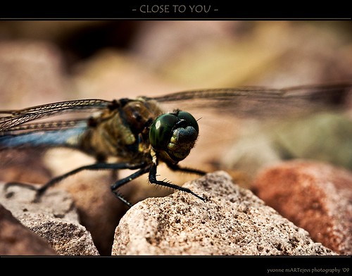 nature dragonfly macroshot closetoyou canonef100mmf28macro canoneosrebelxsi downonthefloor yvonnemartejevs amacroagain thelastonewaslongtimeago creepingandcrawling