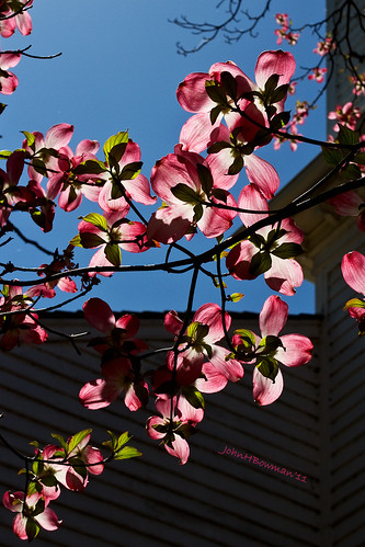 pink virginia richmond april dogwood springblossoms floweringtrees 2011 canon24105l april2011