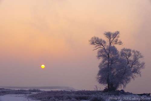 tree sunrise jilin 吉林 wushongisland 雾从岛