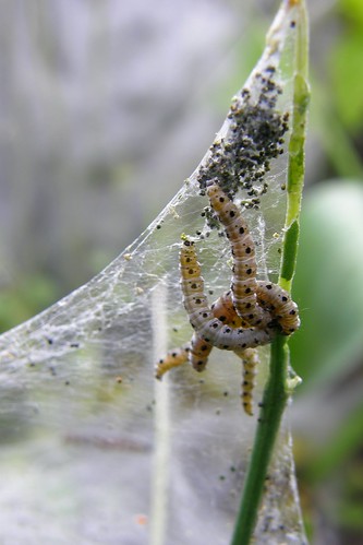 macro web caterpillar chenille toile larves olibac olympussp560uz