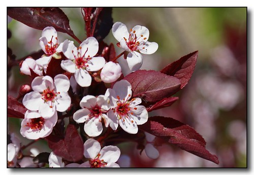flowers macro spring montana blossoms hamilton springtime floweringtrees