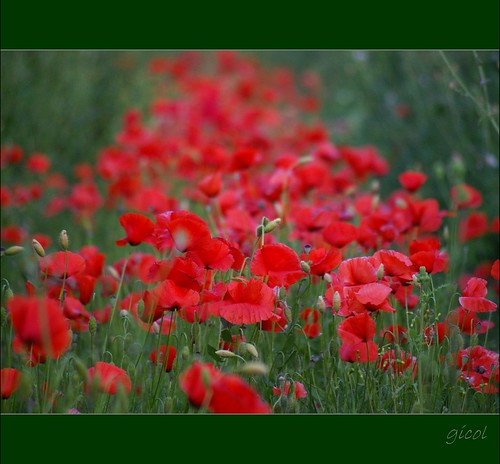 red italy flower fleur field rouge rojo italia flor poppy campo fiore rosso salento puglia coquelicot apulia papavero sanpietrovernoticobr