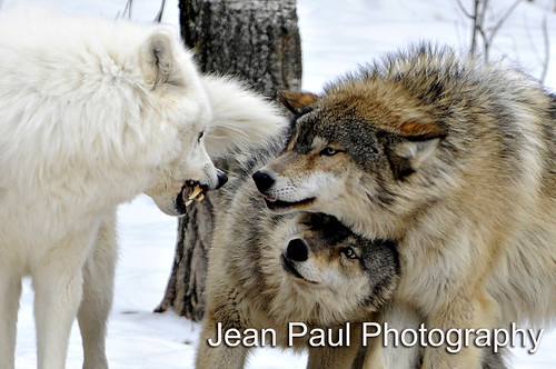 Wolf Fight!