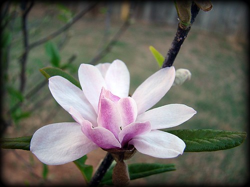 flower blossom janemagnolia