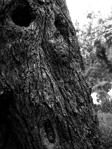 wood tree face pareidolia hidden bark southconchoriver