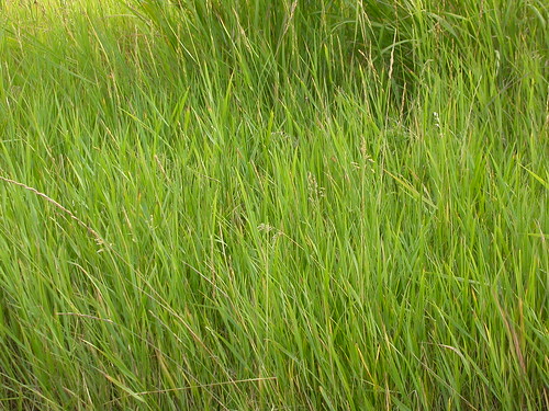 grass montana habit ennis poaceae steppe perennial wheatgrass introduced quackgrass agropyron rhizomatous triticeae elytrigia coolseason agropyronrepens disturbedsite wetsite