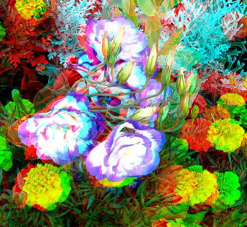 park flowers plant bug garden stereoscopic stereophoto 3d anaglyph iowa grasshopper siouxcity redcyan 3dimages 3dphoto 3dphotos 3dpictures siouxcityia