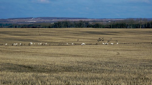 field canadageese trumpeterswans