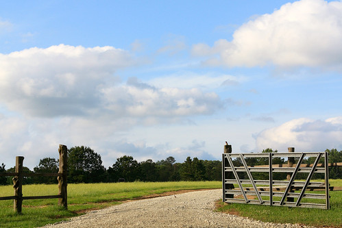 trees sky clouds rural fence woodpecker gate texas farm easttexas rusk ruskcounty