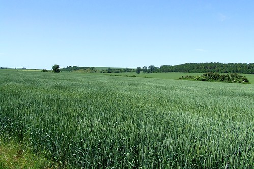 field germany landscape deutschland grain feld landschaft openrange acker seena getreide saxonyanhalt sachsenanhalt eckartsberga
