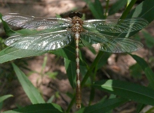 oklahoma female dragonfly odonata mountainpark gomphidae commonsanddragon teneral kiowacounty progomphusobscurus eastottercreek