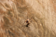 Spider at Banteay Srei