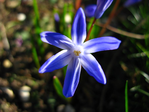 uk blue flower mike nature star harlow essex