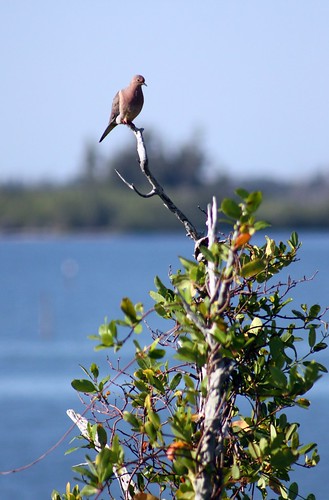 florida pigeon melbournebeach indianriver brevardcounty pelicanrefugeisland