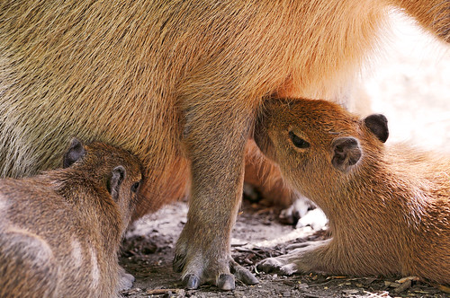 Suckling capybaras