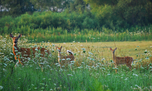 morning field animals kids sunrise children dawn nikon wildlife young doe spot deer fawn crops agriculture fawns whitetail whitetailed alfalfa babied d80 roundlakebeach