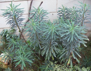 Euphorbia characias 3319051048_3faa86f9d6_o