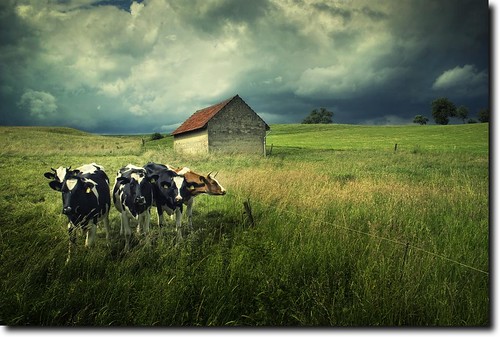 sky field clouds barn landscape deutschland weide cows feld himmel wolken landschaft kühe niedersachsen scheune rangeland dankelshausen