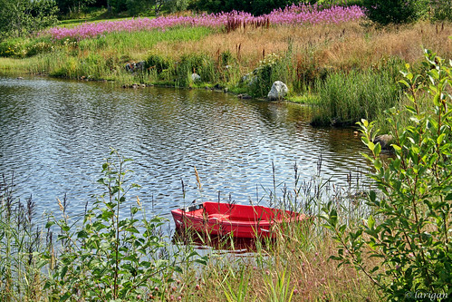 summer lake ripples fireweed rowingboat rosebaywillowherb omot larigan phamilton betterthangood lillevatn absolutelystunningscapes