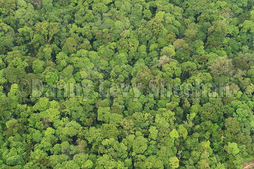 rainforest costarica aerial birdseyeview centralamerica rainforestcanopy canon400d canonefs1785 virginrainforest
