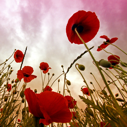 Artistic shot of poppies