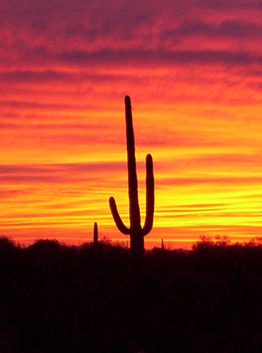 sunset arizona cactus clouds evening florencearizona