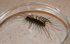 Centipedes; one pair of limbs per body segment, always flattened. First pair legs modified into poisonfangs, last pair are sensory and point backwards. Predatory