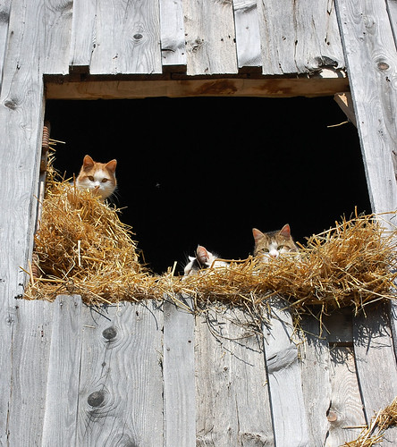 cats barn hayloft awesomeshot project365 stanley’soldemaplelanefarm gettyadd20111129 feb2012statement