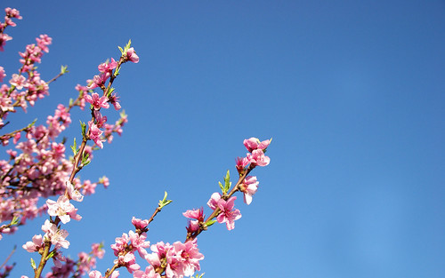 desktop wallpaper sky flower tree fleur spring pentax background widescreen champagne ardennes peach ciel 100views printemps fond écran aube 1050 1680 k10d