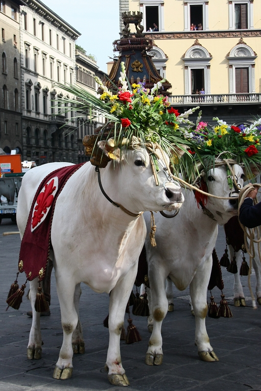= Italy　Florence　Firenze =　Scoppio del Carro　スコッピオ・デル・カッロ祭