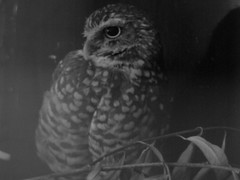 BW Burrowing Owl