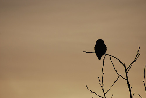 sunset canada bird nature birds silhouette fauna nikon hawk raptor alberta owl ornithology birdofprey northernhawkowl surniaulula southernalberta d80 nikond80 ronaldok ronkubephotography