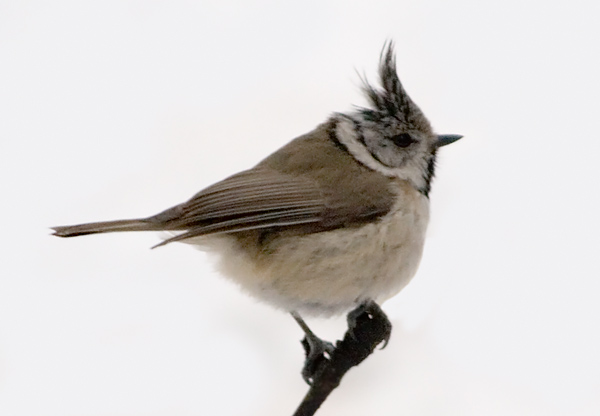 Photograph titled 'Crested Tit'