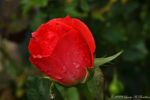 pink roses macro raindrops