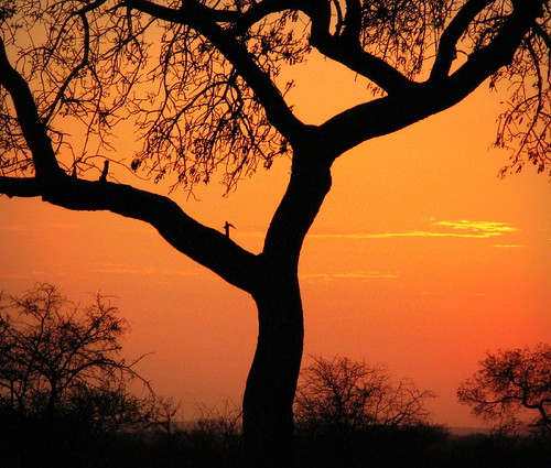 morning sky tree silhouette sunrise southafrica dawn soleil african silhouettes explore ciel afrika za siluetas südafrika krugernationalpark kruger satara knp 非洲 afriquedusud lafrique zuidafrika silüet leverdusoleil explored sandraleidholdt suráfrica leidholdt sandyleidholdt