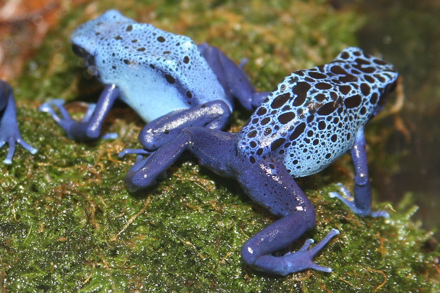 Poison Dart Frog (Dendrobates azureus)