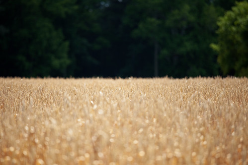 trees light brown plant green canon pretty gorgeous wheat wide pasture crop eternity airy 70200mm isusm eos5dmarkii