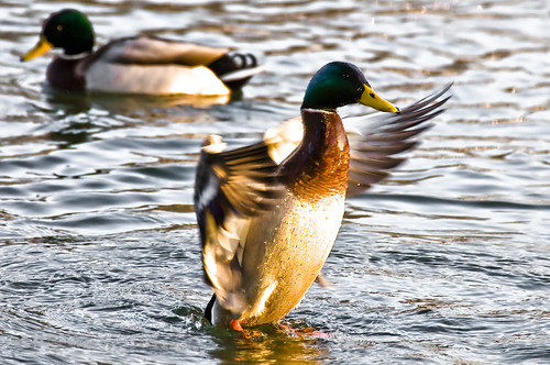 bird water duck nikon wildlife victor danube bergmann d90 vicbergmann