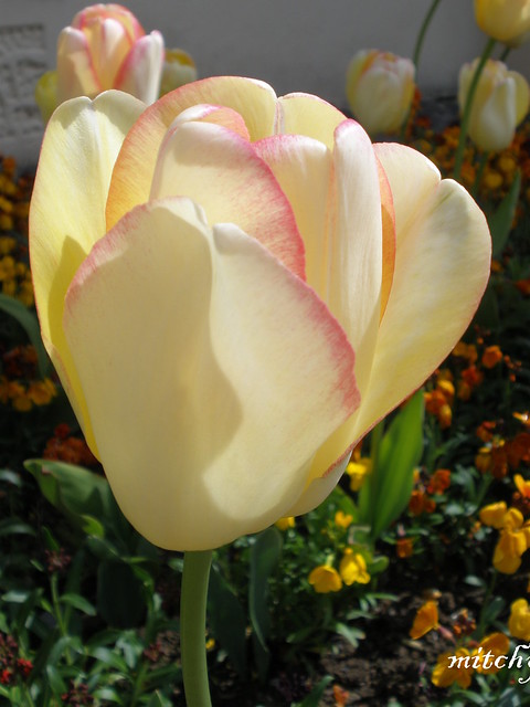 Mega Tulip