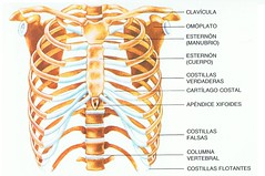 Huesos del tórax: ¿Cuántos hay? ¿Cuáles son? (con imagen)