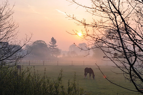 horse fog sunrise pferd dunst