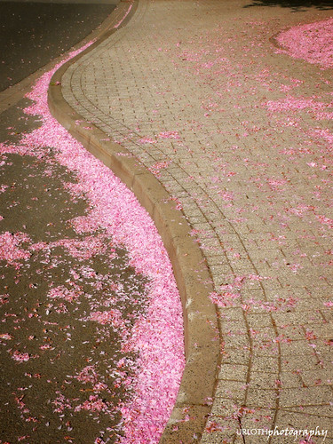pink urban colour nature stone germany petals spring sidewalk curve aschaffenburg stockstadt colourlicious urloth urlothphotography