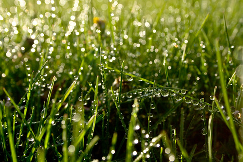 morning grass lawn blades watering anawesomeshot